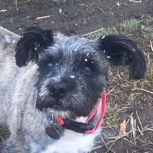 Meet your Posher, Sydney